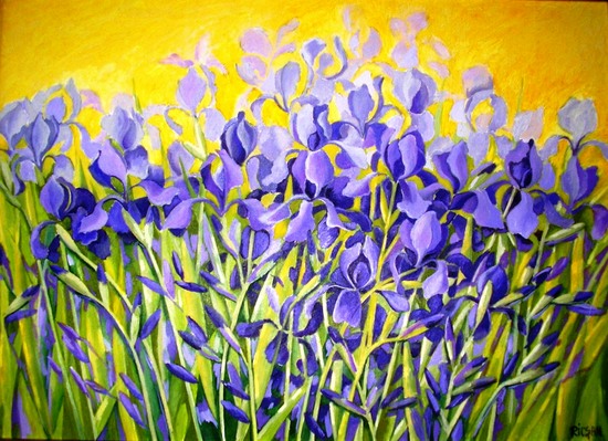 16   Irisi, ulei pe panza. 55x75 cm